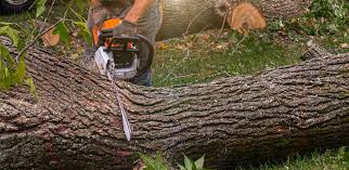 Best Tree Maintenance Programs  in Oakdale, PA