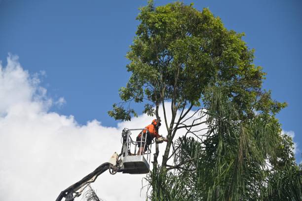 Best Tree Trimming and Pruning  in Oakdale, PA