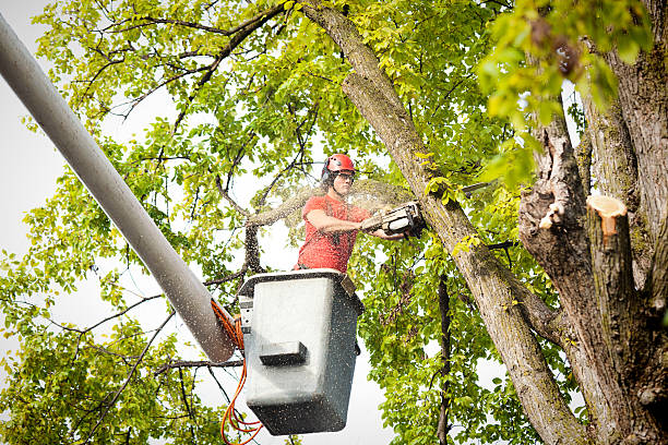 How Our Tree Care Process Works  in  Oakdale, PA